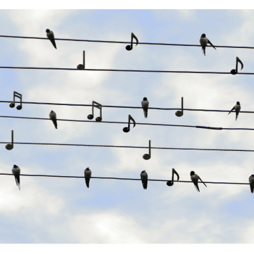 birds on wire looking like music notes
